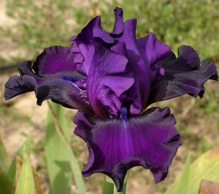 Iris Barbata Alta 