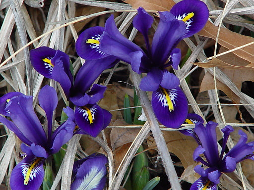 Iris Reticulata 