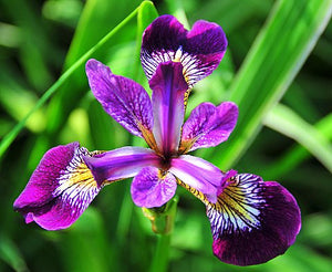 Iris Versicolor