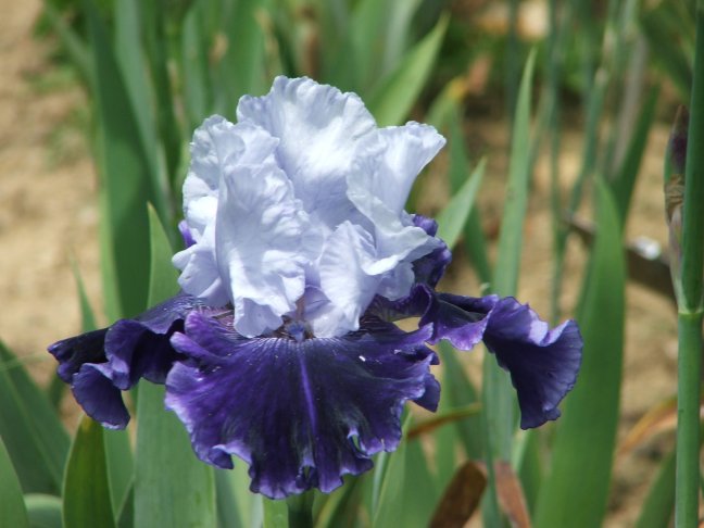 Iris Barbata Alta 