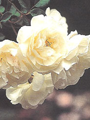 Rosa "François Guillot"