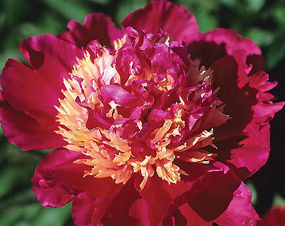 Paeonia Lactiflora 