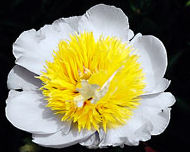 Paeonia Lactiflora "Yardmaster"