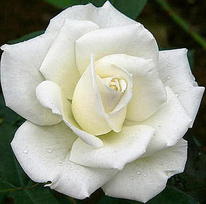 Rosa "Gardenia"
