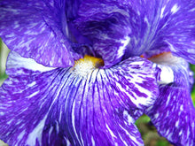 Carica l&#39;immagine nel visualizzatore di Gallery, Iris Barbata Alta &quot;Batik&quot; in vaso

