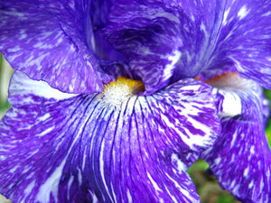 Iris Barbata Alta "Batik" in vaso