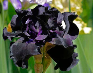 Iris Barbata Alta "Black Suited" 