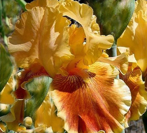 Iris Barbata Alta 