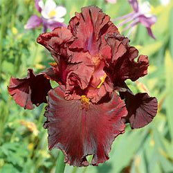 Iris Barbata Alta "Raptor Red"