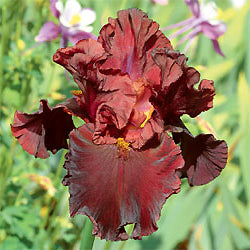 Iris Barbata Alta 