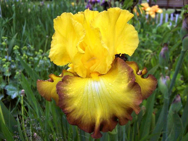 Iris Barbata Alta 