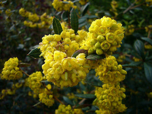 Berberis Julianae