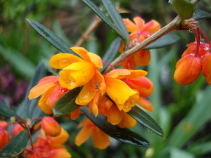 Berberis Linearifolia "Orange King"