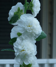Carica l'immagine nel visualizzatore di Gallery, Alcea Rosea Plena "Chaters White"
