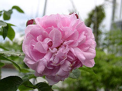 Rosa 