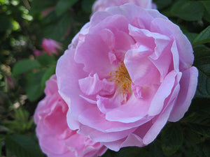 Rosa "Rose à Parfum de l'Hay"