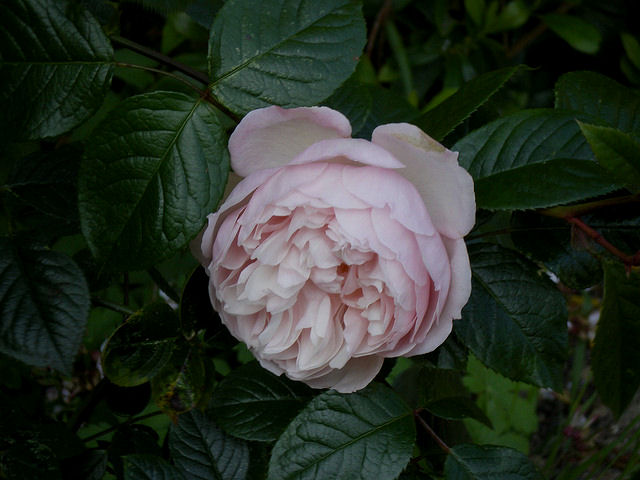 Rosa 