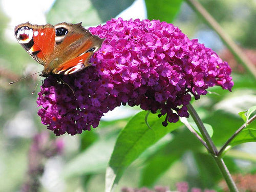 Buddleja davidii Royal Red - IL GARDEN / Vivai Savegnago
