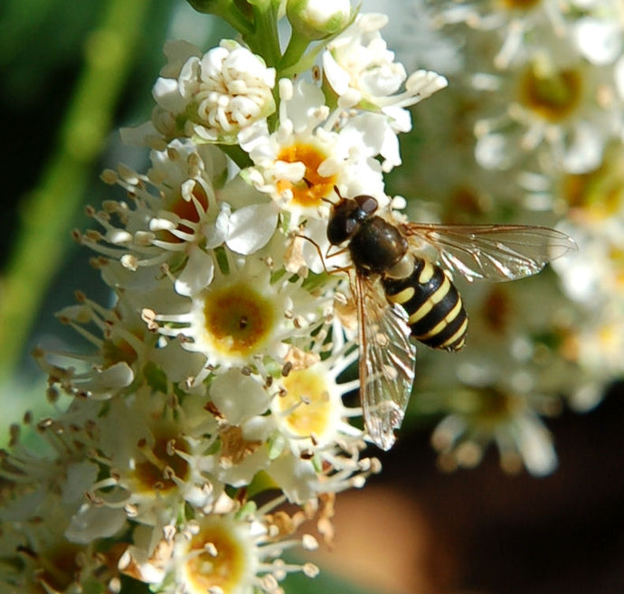 Prunus Laurocerasus  