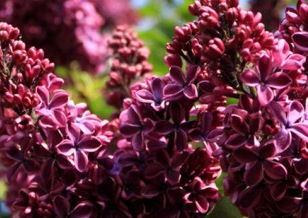 Syringa Vulgaris 