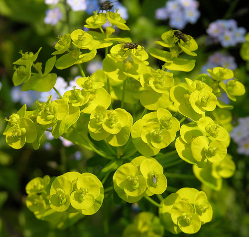 Euphorbia Palustris