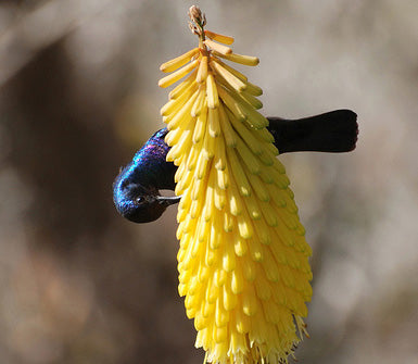 Kniphofia Citrina 