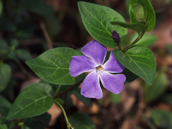 Vinca Major