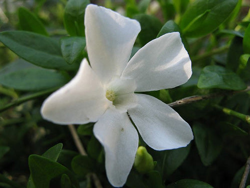Vinca Minor Alba