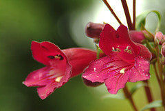 Penstemon Mexicale 