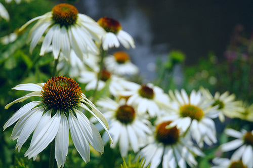 Echinacea Purpurea Alba