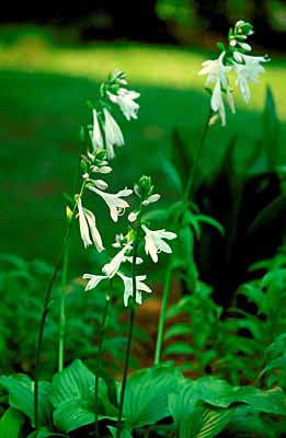 Hosta Plantaginea 