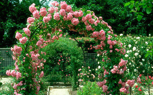Rosa