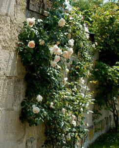 Rosa "Palais Royal Climbing"