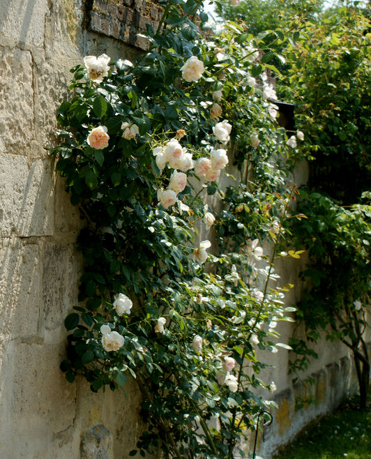 Rosa 