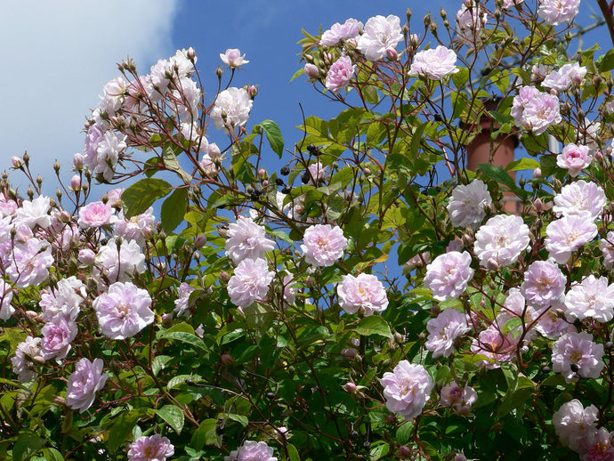 Rosa 