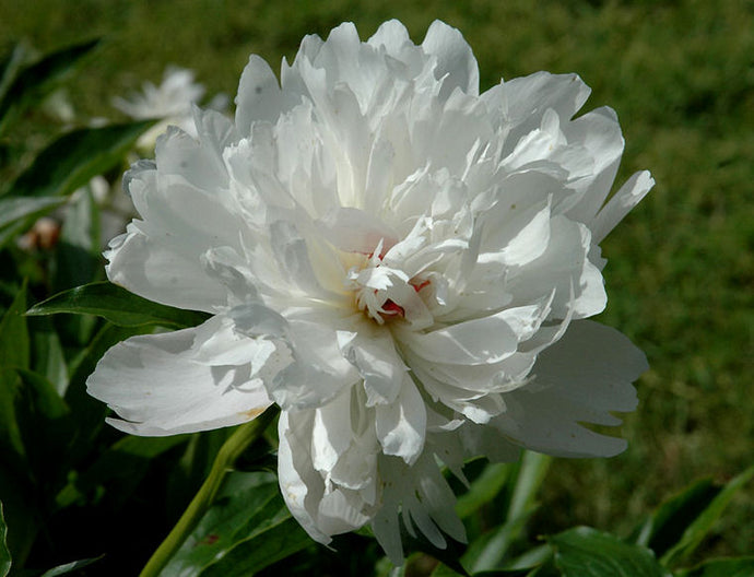 Paeonia Lactiflora 