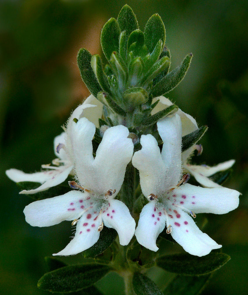 Westringia Fruticosa