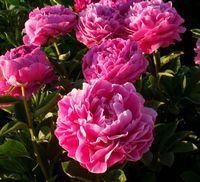 Paeonia Lactiflora "Pink Parfait"