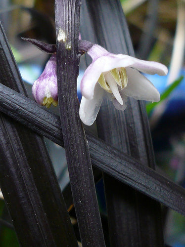 Ophiopogon Planiscapus Nigrescens