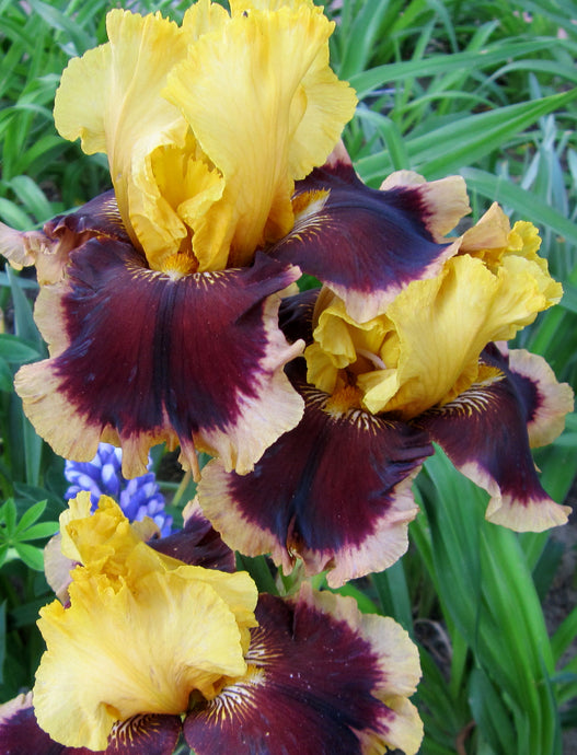 Iris Barbata Alta 