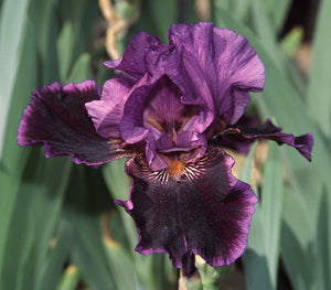 Iris Barbata Alta "Pagan Dance" in vaso