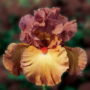 Iris Barbata Alta "Safari Sunset" in vaso