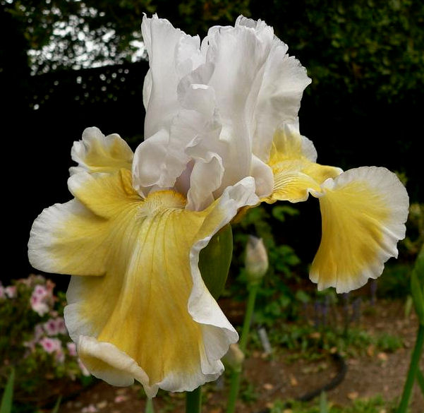 Iris Barbata Alta 