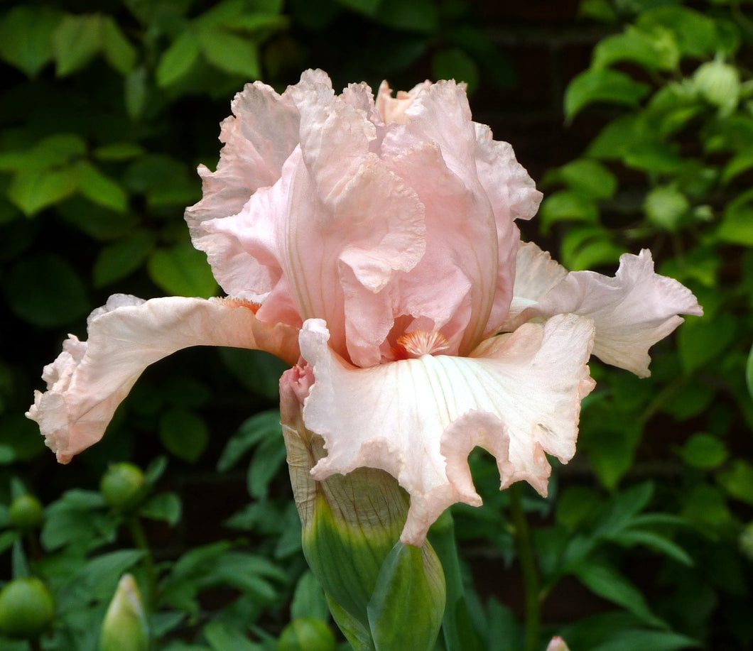 Iris Barbata Alta 