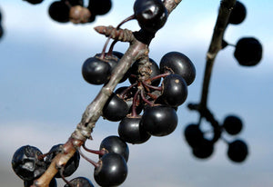 Rhamnus Cathartica