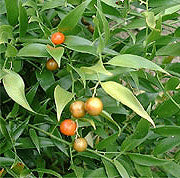 Ruscus Racemosus