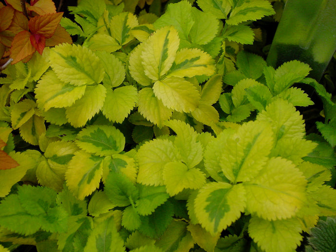 Sambucus Nigra 