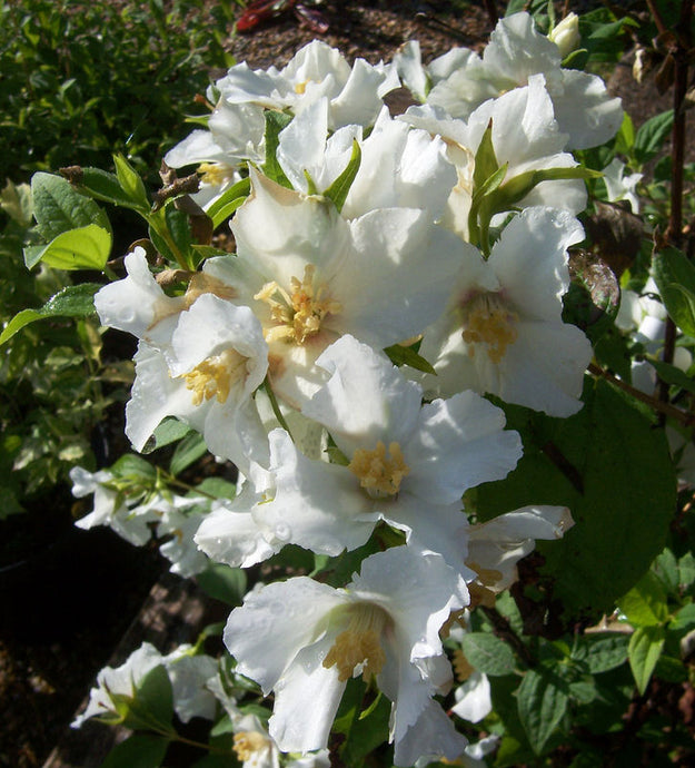 Philadelphus 