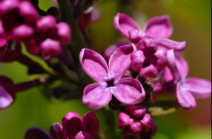 Syringa Vulgaris "Charles Joly"