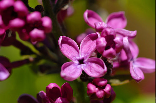 Syringa Vulgaris 